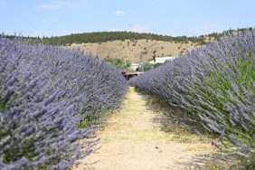 14.07.2025- Mamak Lavanta Bahçesi Ziyaretçilerini Bekliyor (1)