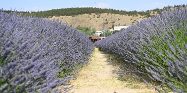 14.07.2025- Mamak Lavanta Bahçesi Ziyaretçilerini Bekliyor (1)