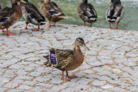 2025_07_31_Park Bahçeler_Kuğulu Park_Yaralı Ördek (3)