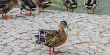 2025_07_31_Park Bahçeler_Kuğulu Park_Yaralı Ördek (3)