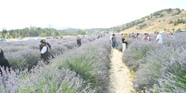 21.07.2025- Mamak Lavanta Bahçesi Şenlikle Sezona Başladı (12)