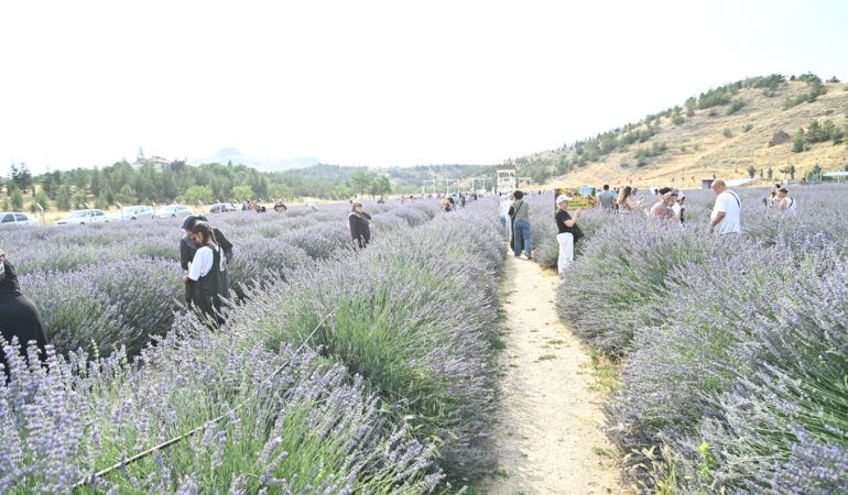 21.07.2025- Mamak Lavanta Bahçesi Şenlikle Sezona Başladı (12)